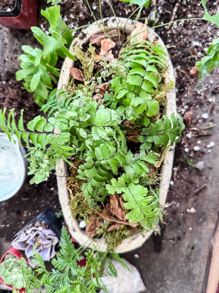 Ferns planted in a cement planter