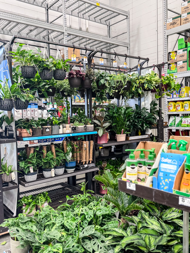lowe's houseplant dept.
