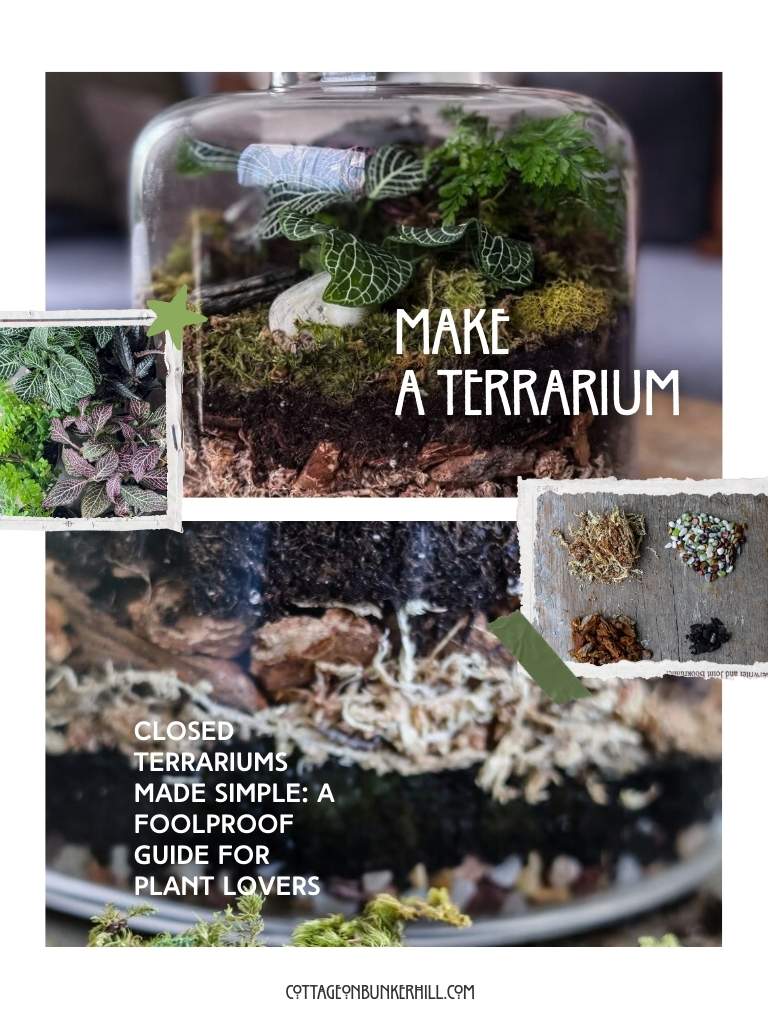 collage of a terrarium