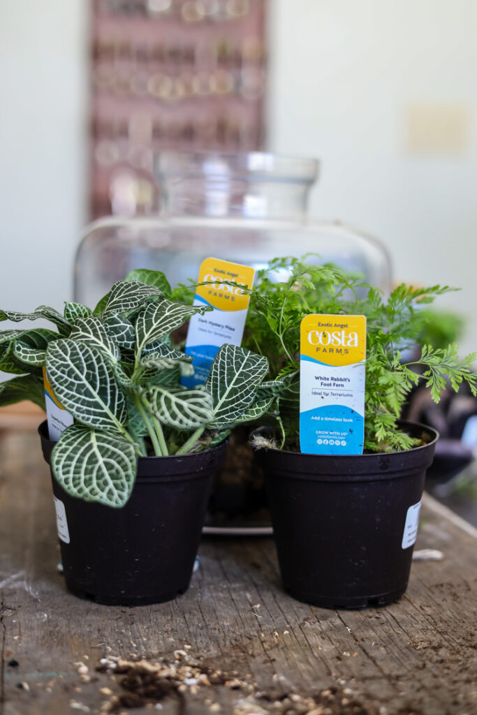 a variety of small plants being used to make a glass terrarium