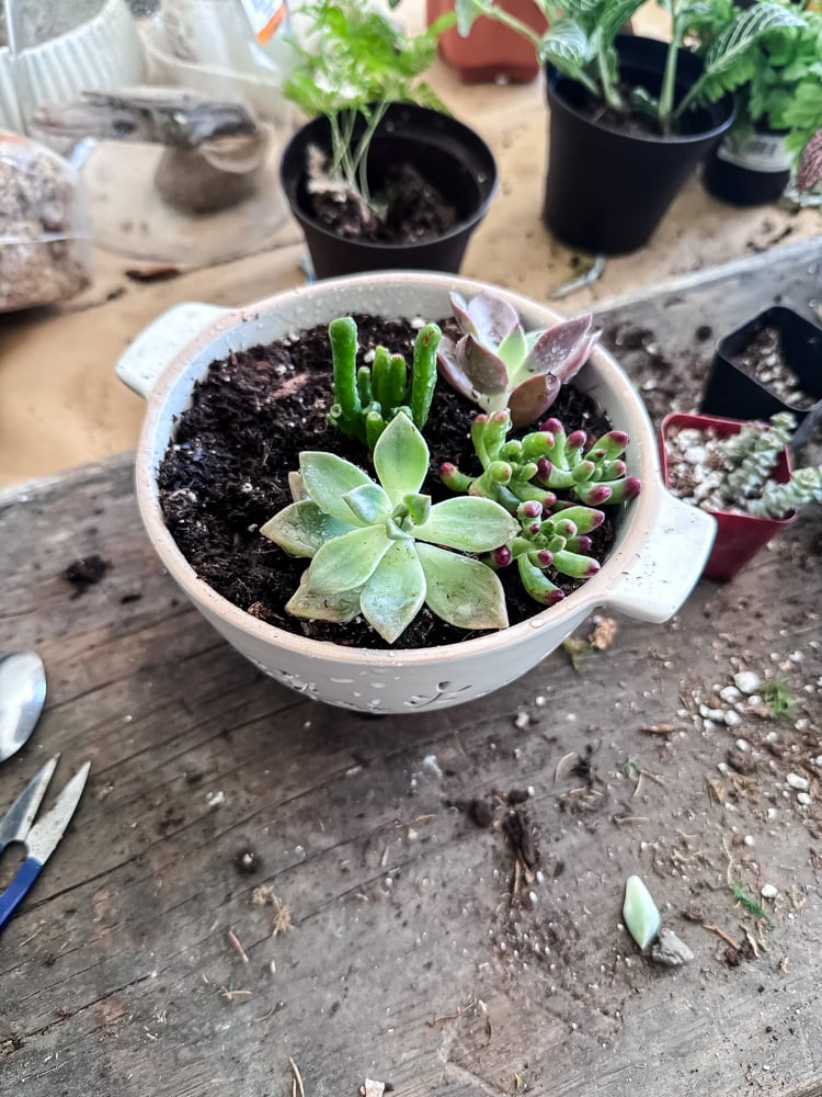 a small succulent planter being made