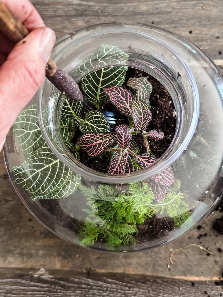 planting a terrarium