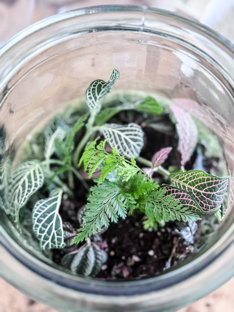 planting a terrarium