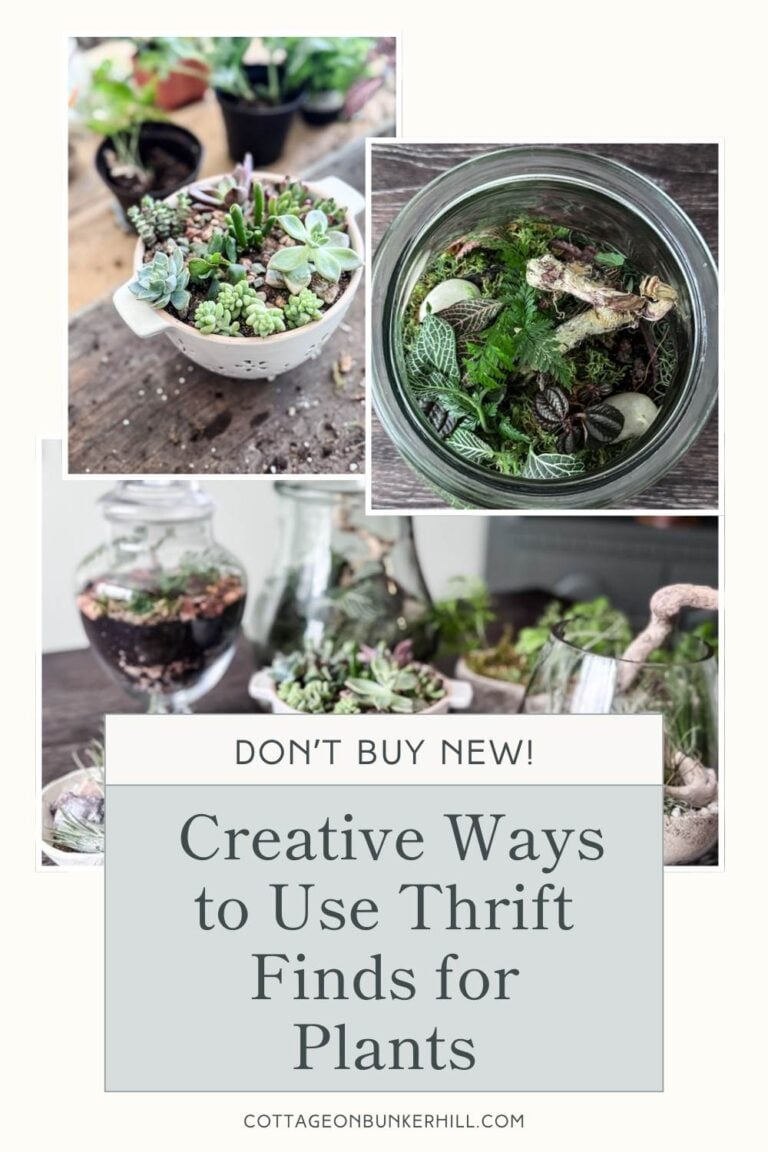 Don’t Buy New! 5 Creative Ways to Use Thrift Finds for Plants