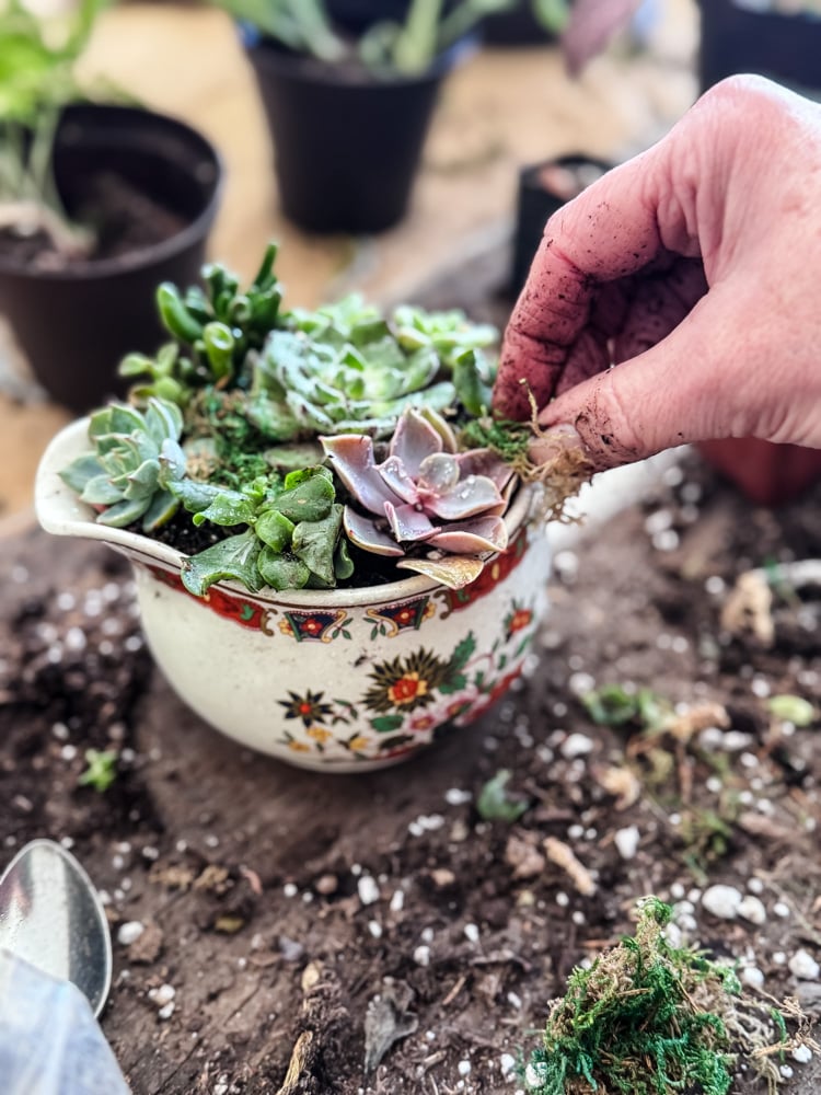 adding succulents to a china creamer to make a planter