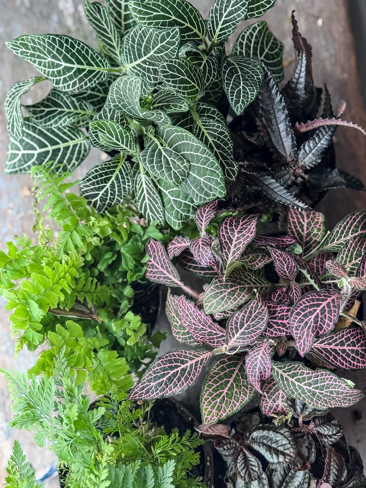 an overhead photo of various plants