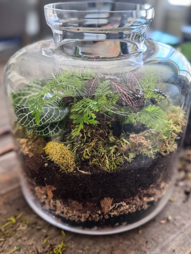 view of tall glass terrarium