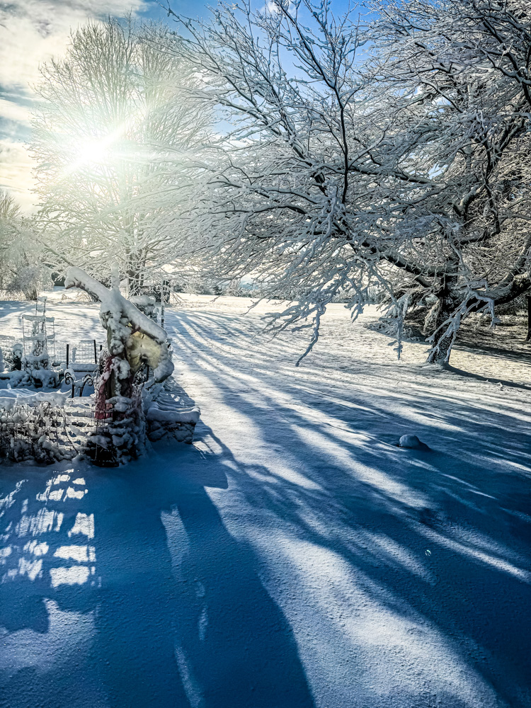 a yard with trees covered in snow