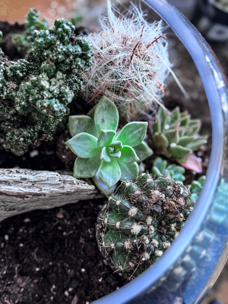 a view of succuents and cacti in a glass bowl