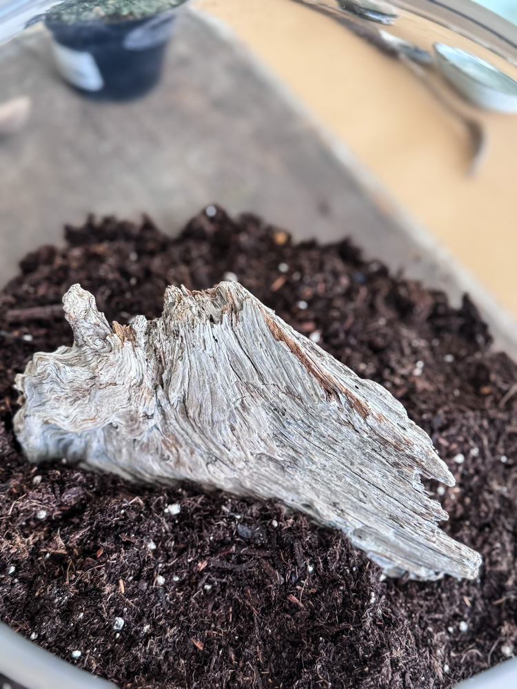 driftwood in a terrarium