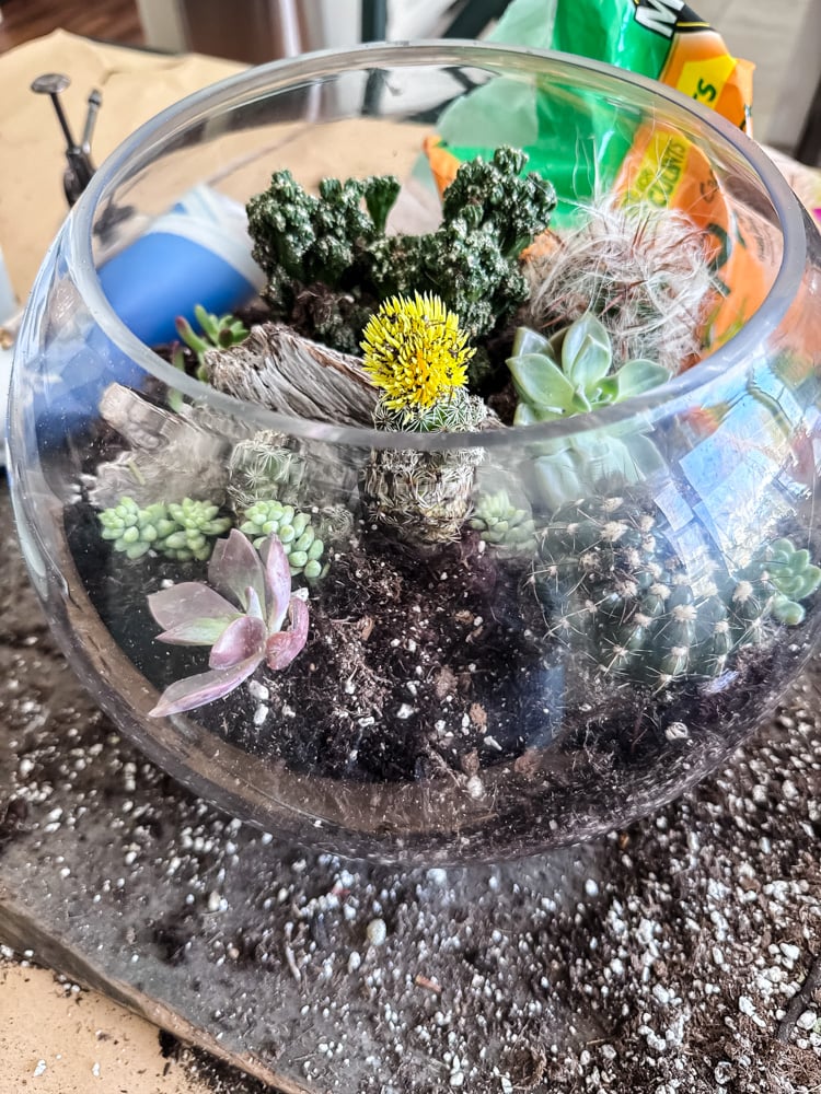 making a succulent and cacti terrarium