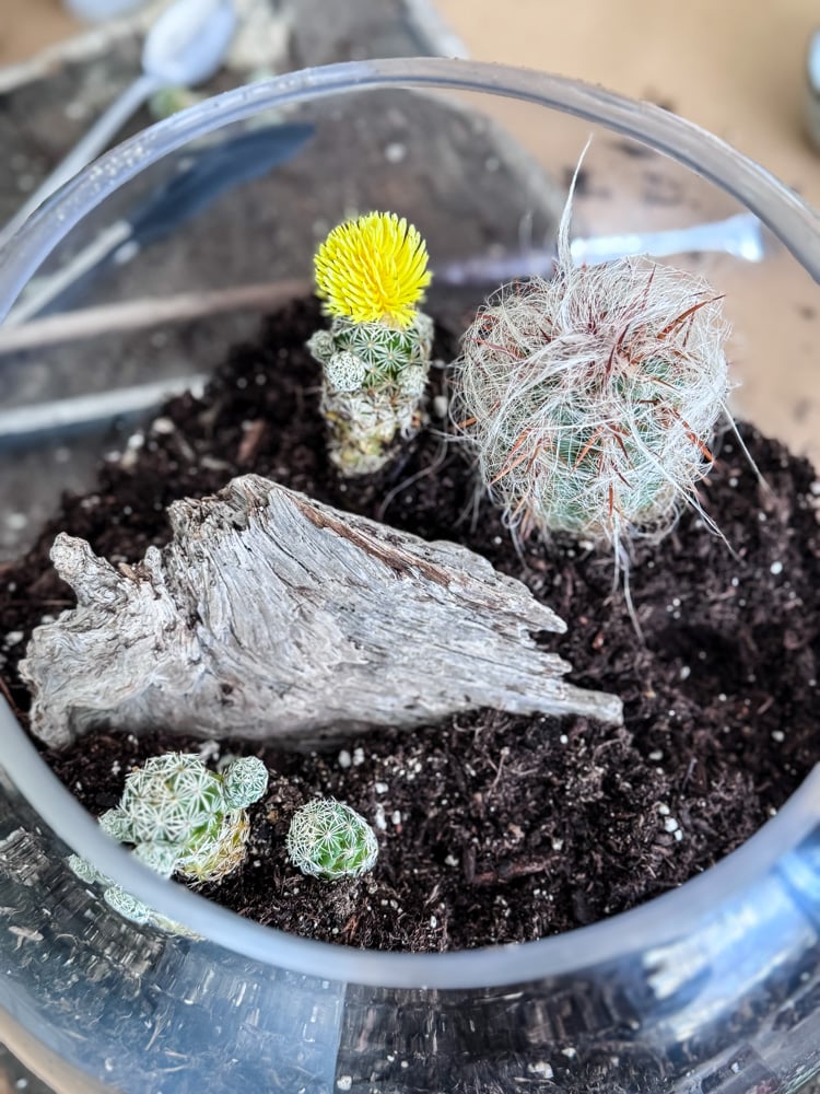 planting a cacti in a terrarium
