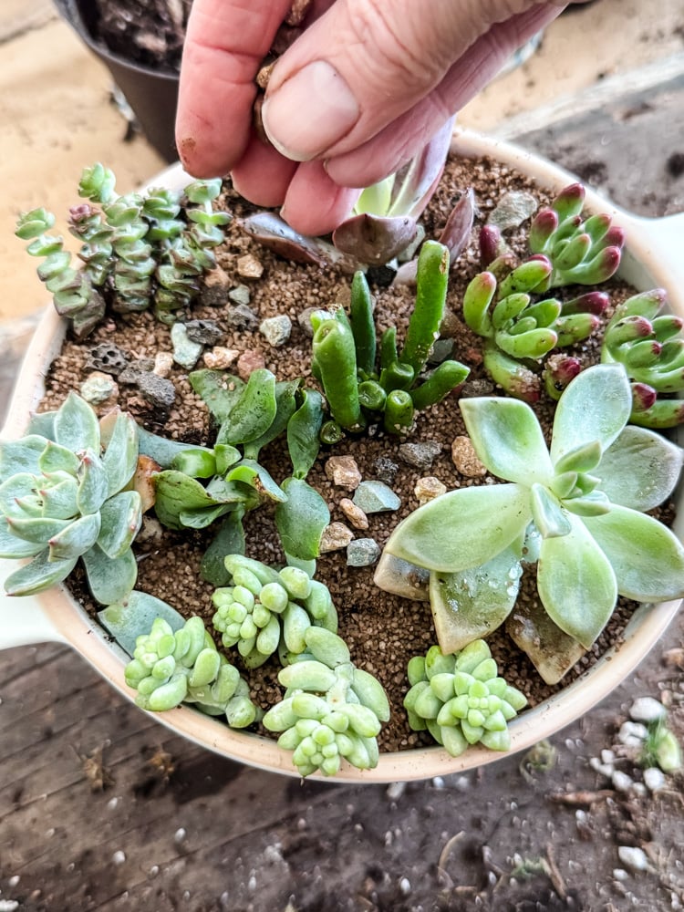 adding decorative pebbles to a sucuclent planter