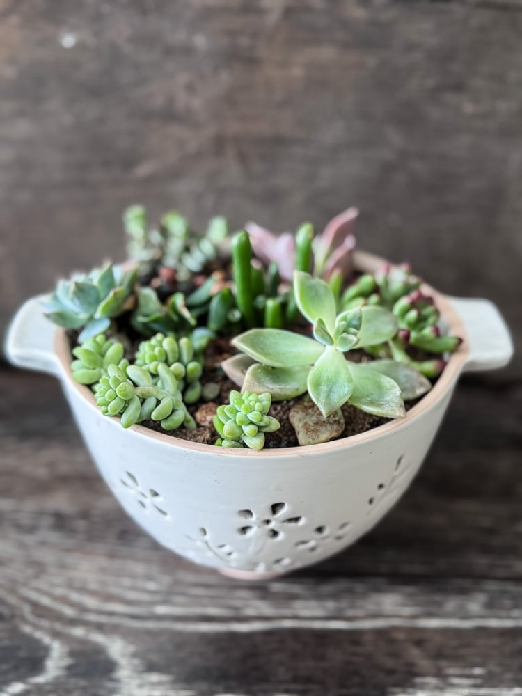 ceramic colander filled with succulents