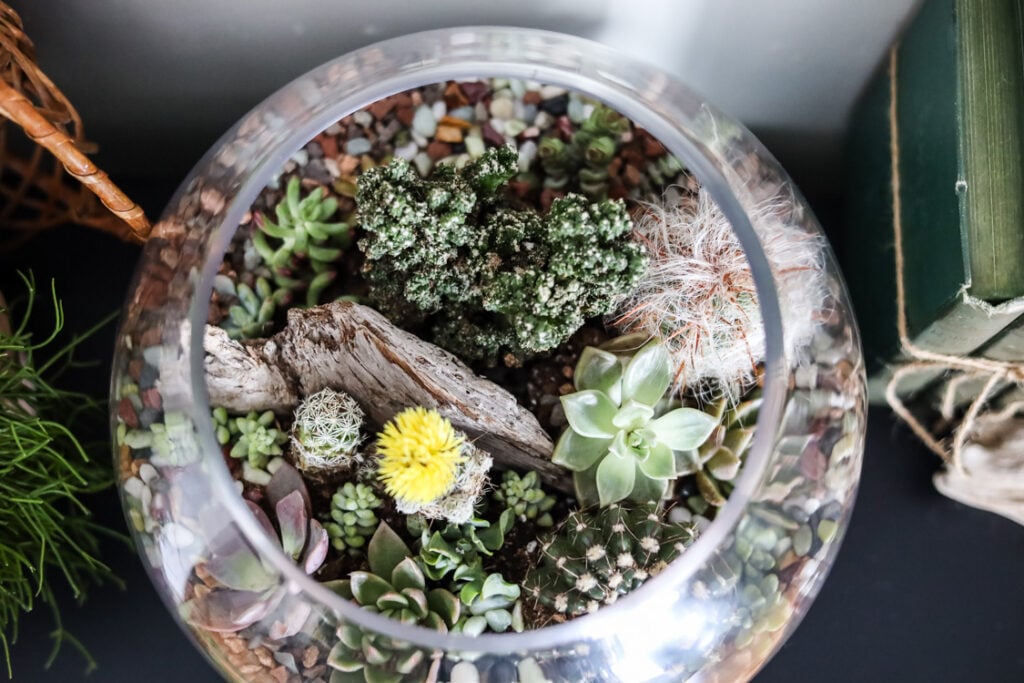 an overhead view of a terrarium with succulents and cacti