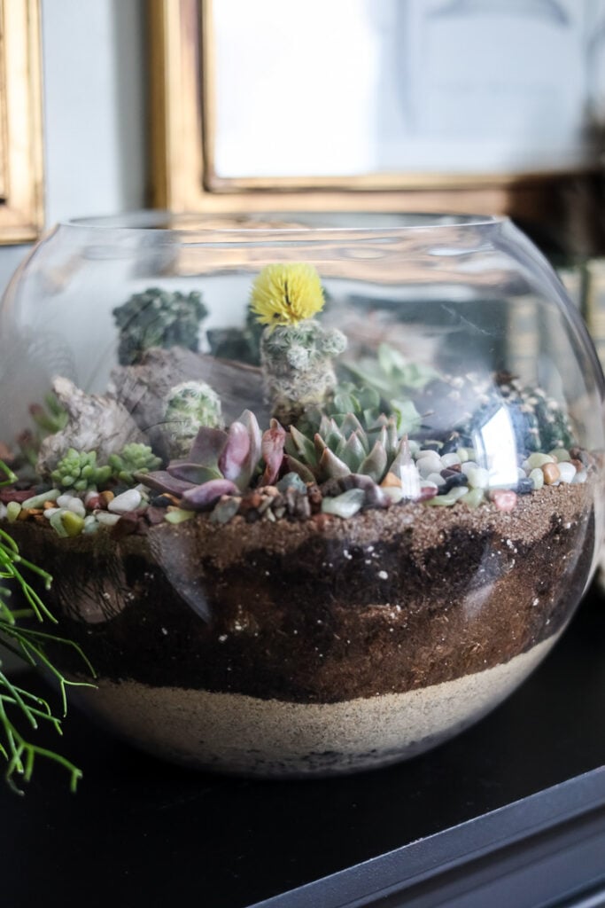 succulent & cacti terrarium bowl