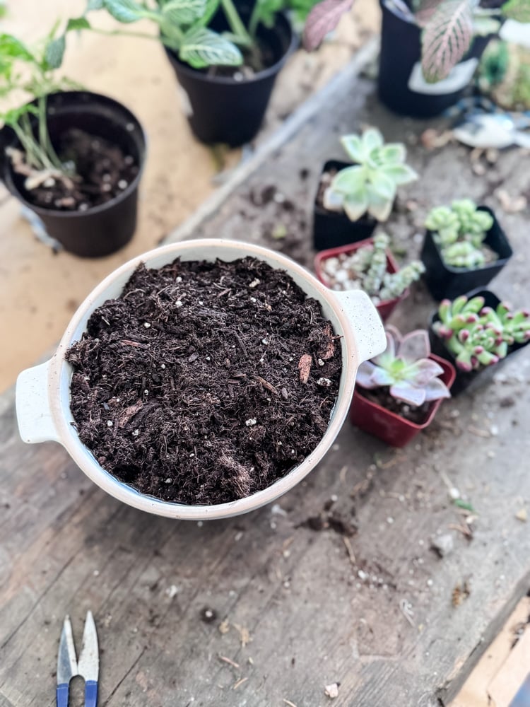 making planter from a colander with succulents on the table