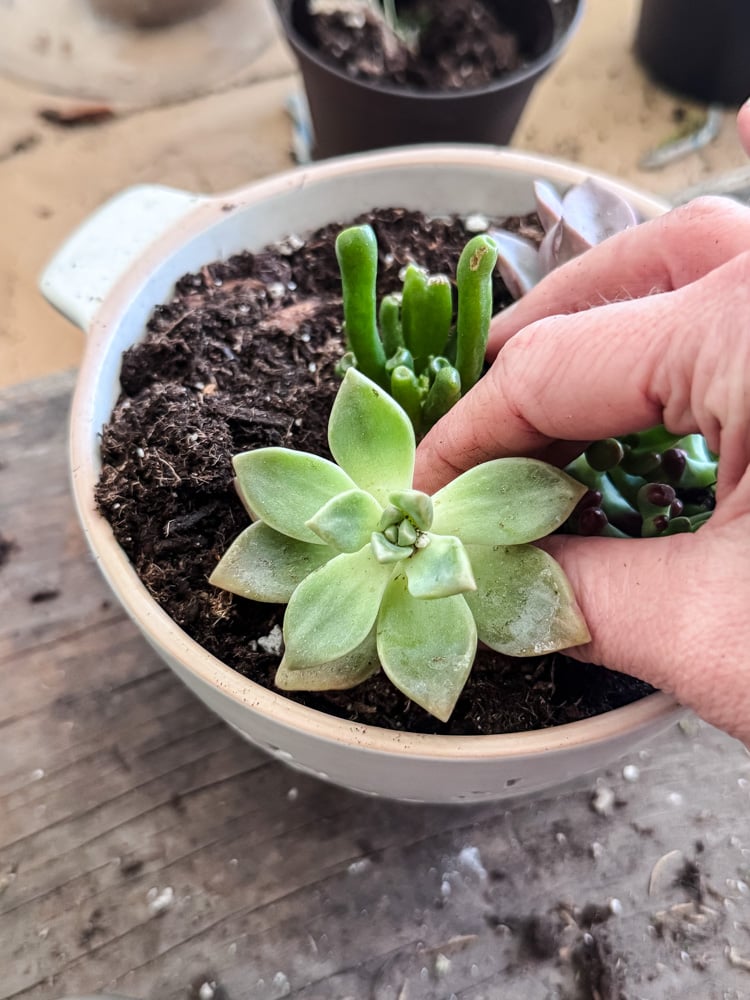 planting a succulent