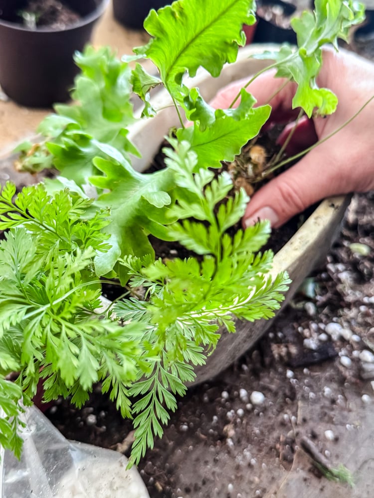 planting small ferns