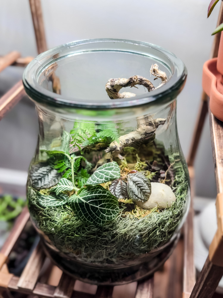 a vase terrarium on a shelf