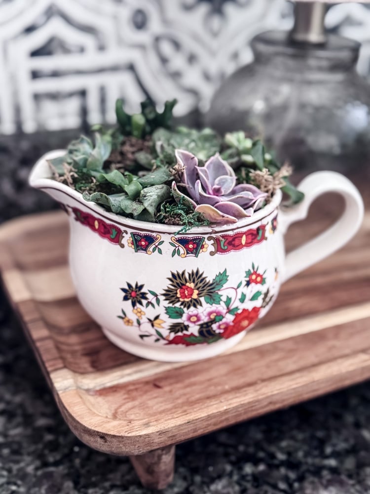 succulents in a china creamer