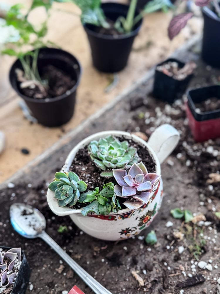 adding succulents to a china creamer to make a planter