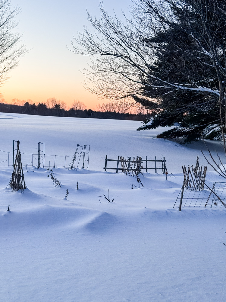 snowy winter garden with pretty sunset 