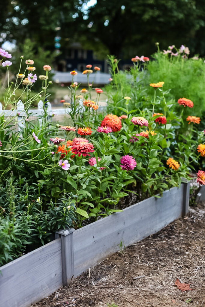 raised garden bed filled with flowering zinnias