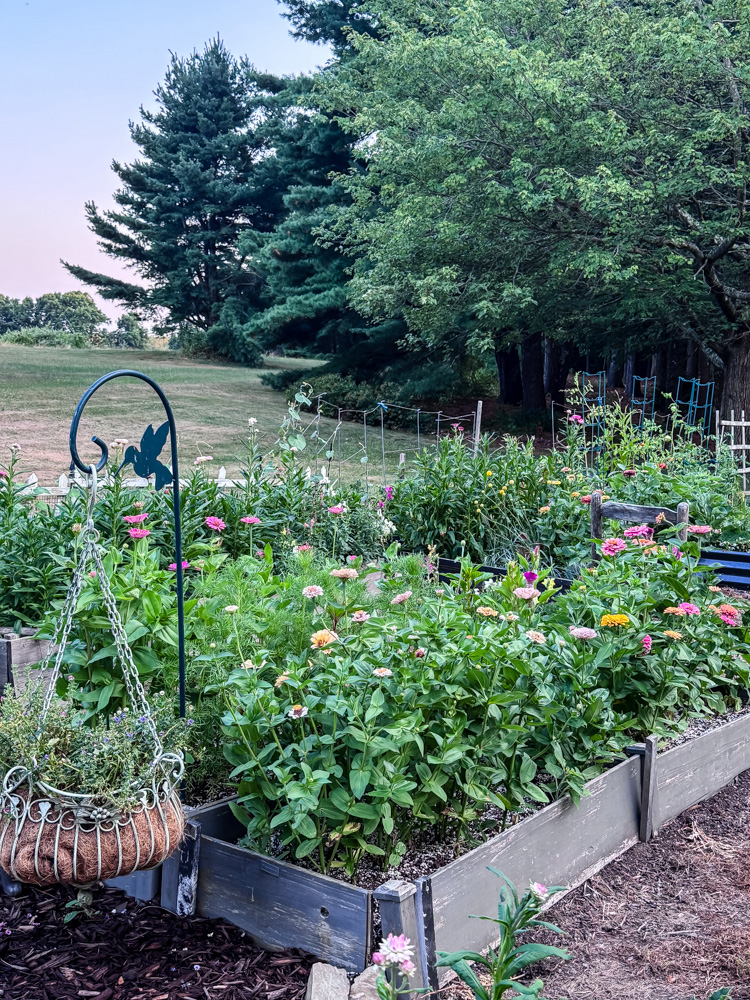 cut flower garden in bloom