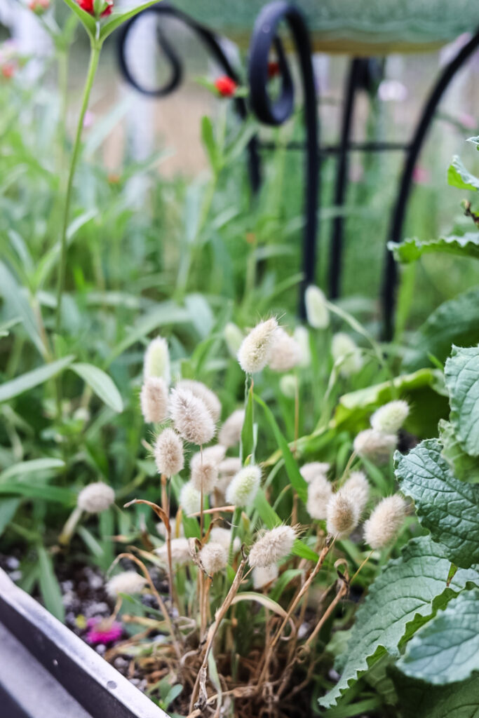 bunny tail grass in garden