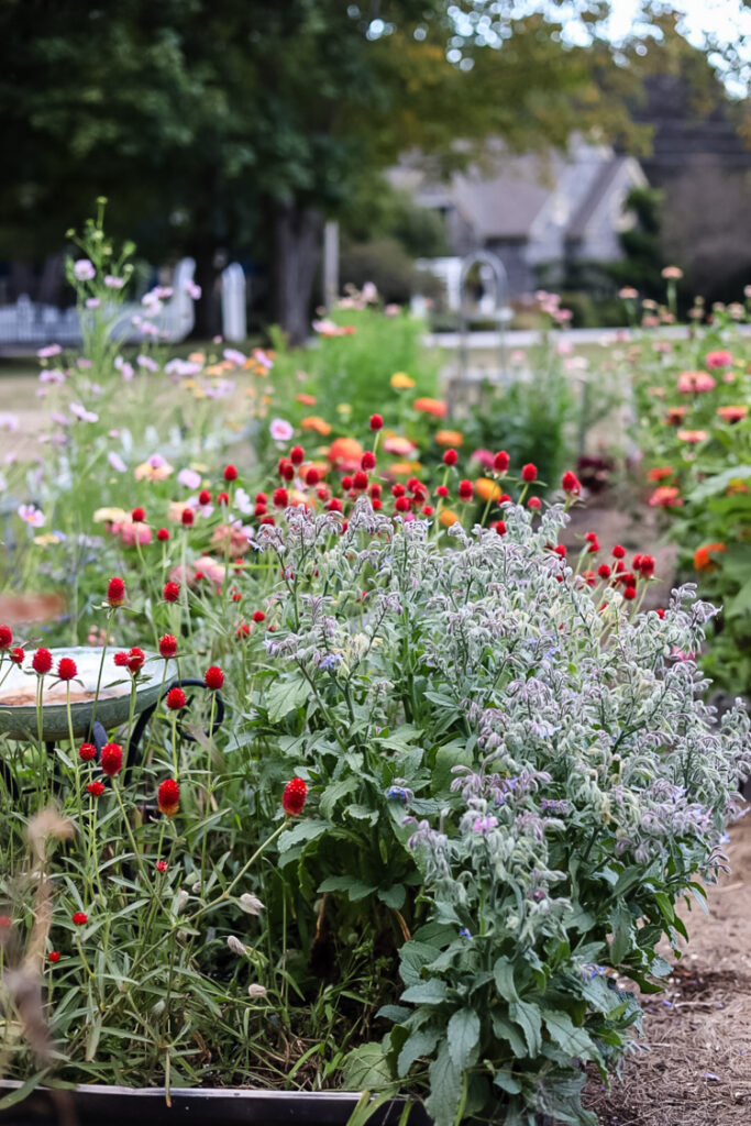 summer garden with gomphrena and borage in bloom