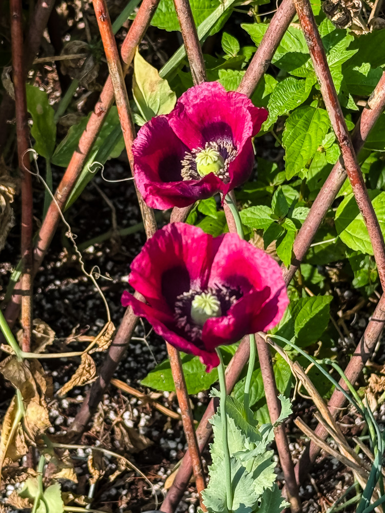 burgandy poppies