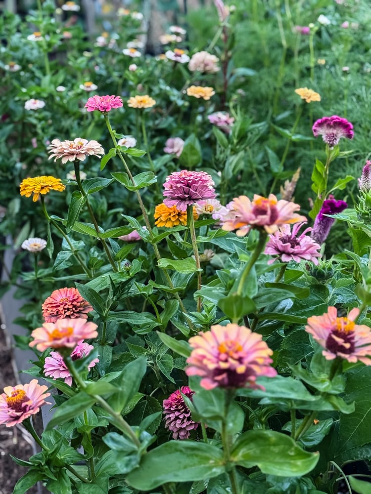 zinnias flowering