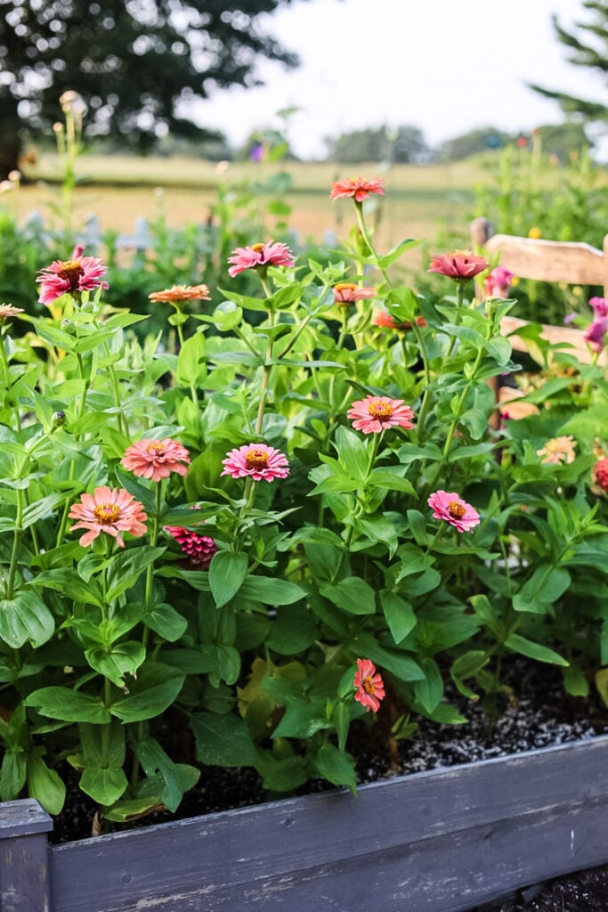 a raised garden bed filled with flowering pink zinnias