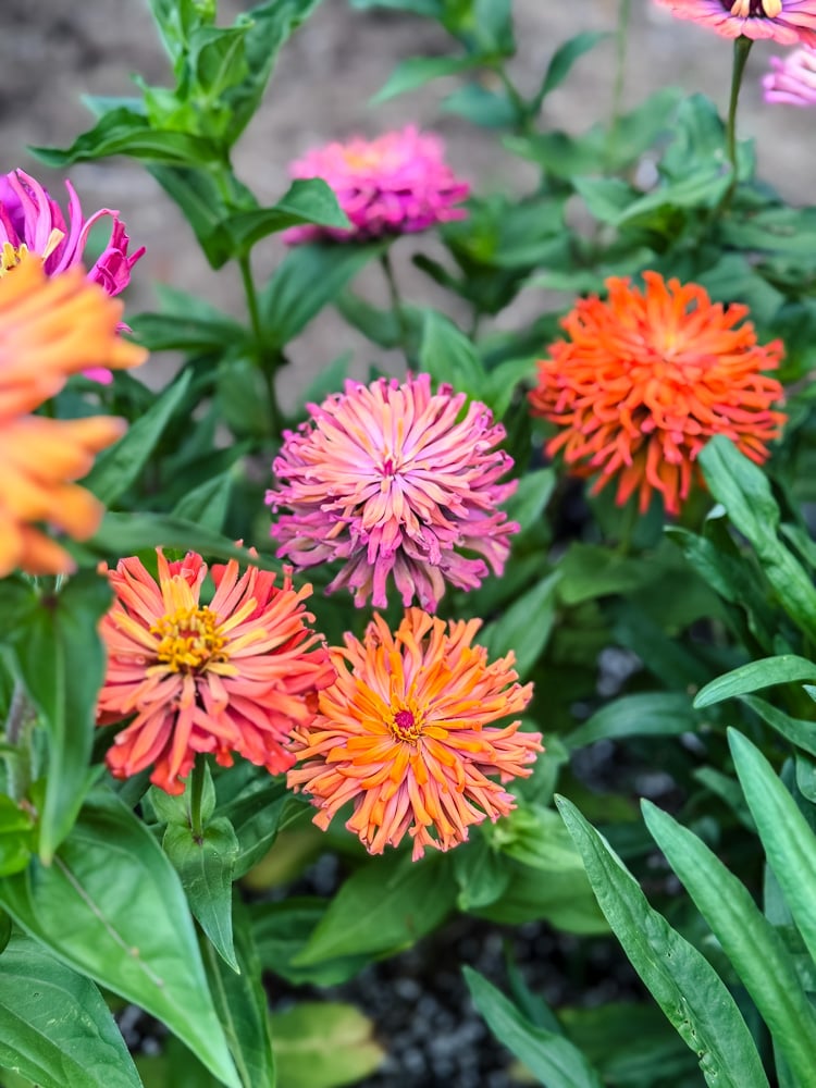 'agave' zinnias in garden bed