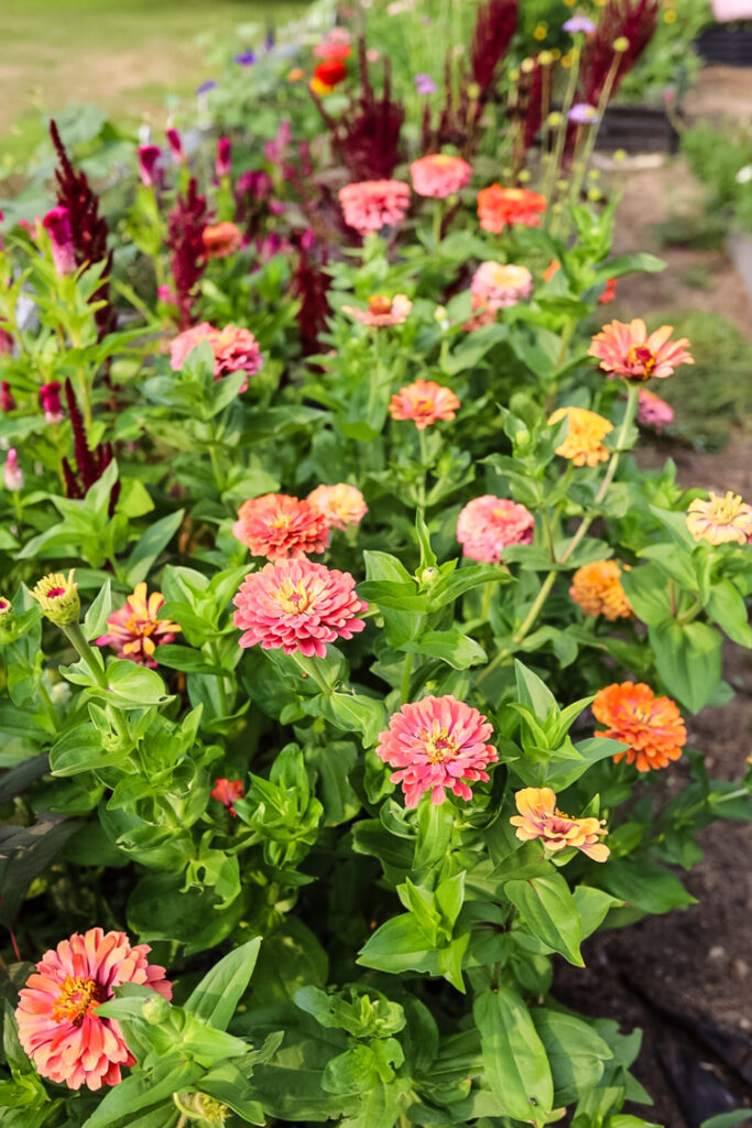a garden bed in full bloom with zinnias and amaranth.