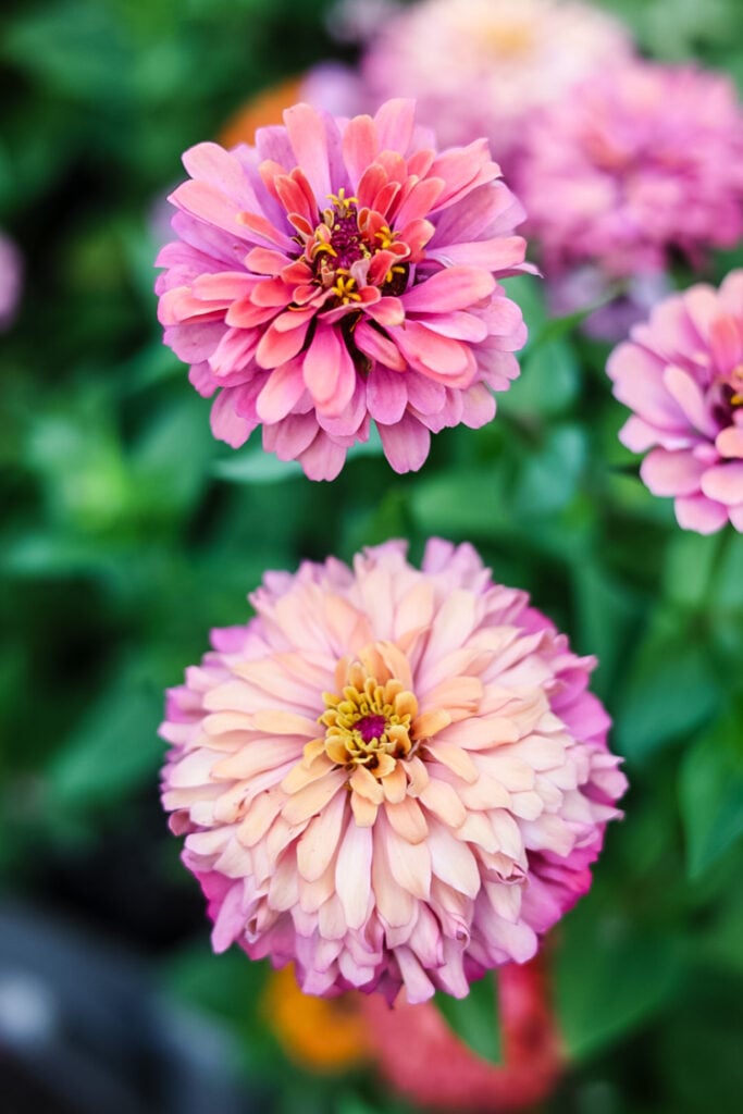ballerina zinnias blooming in garden bed
