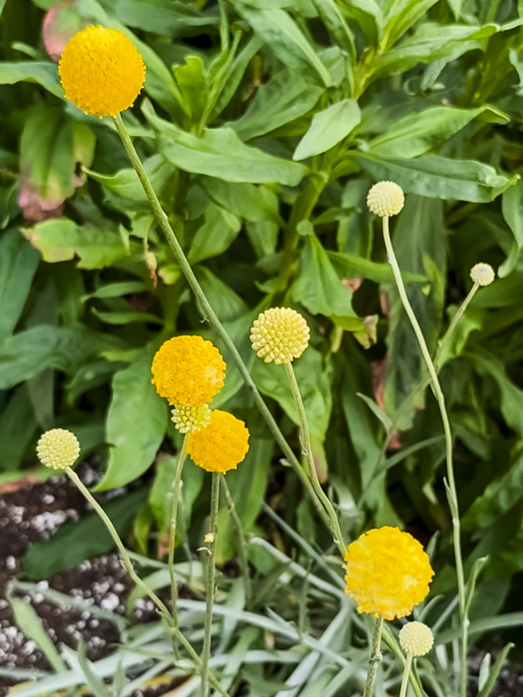 yellow billy button flowers