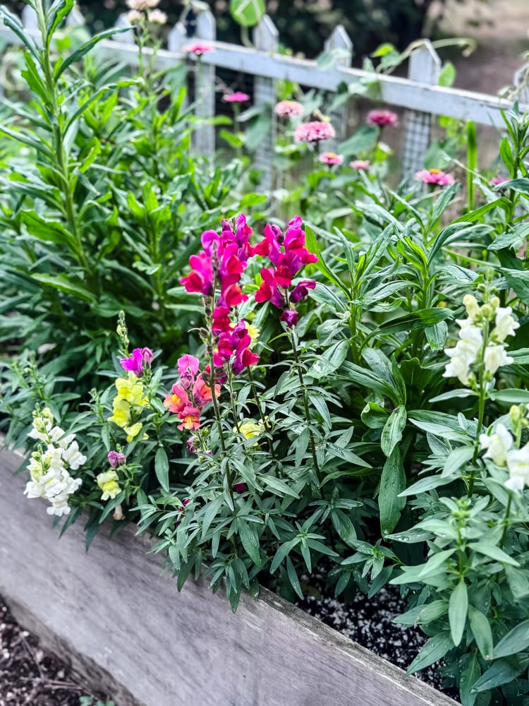 garden bed with flowering snapdragons