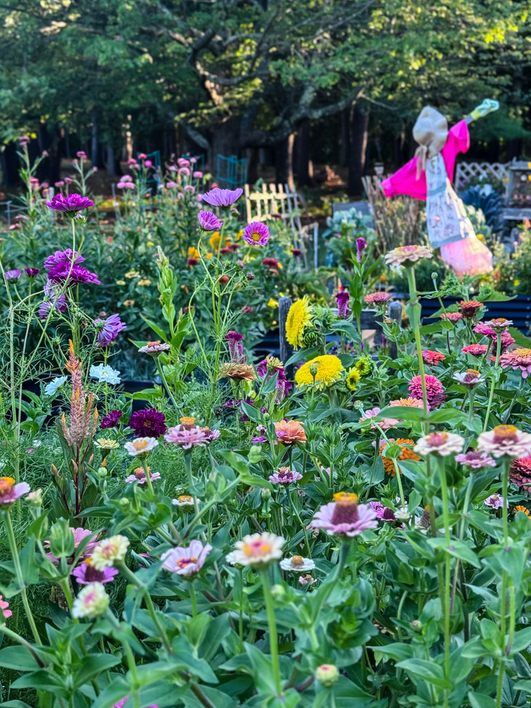 cut flower garden in bloom with zinnias