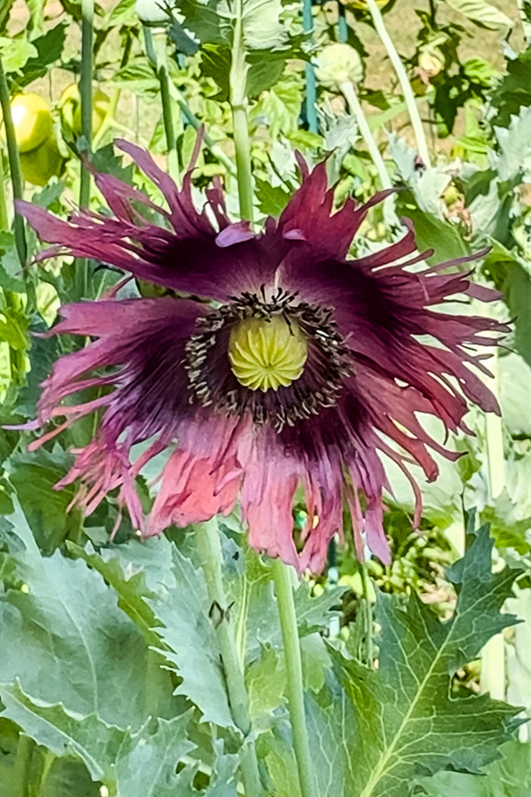 a blooming drama queen poppy