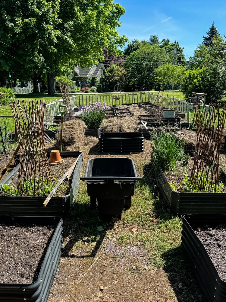 a garden at the beginning of the season