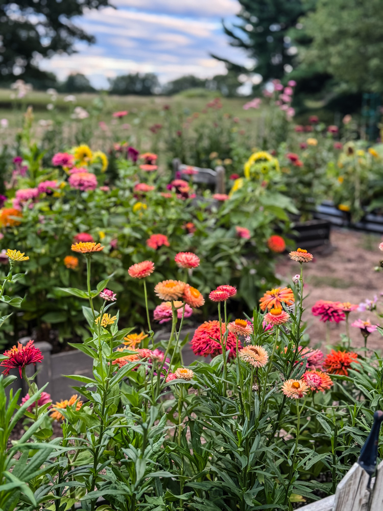 flower garden in full bloom with colorful zinnias and strawflowers in the foreground
