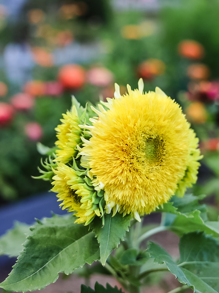 gummy bear sunflower