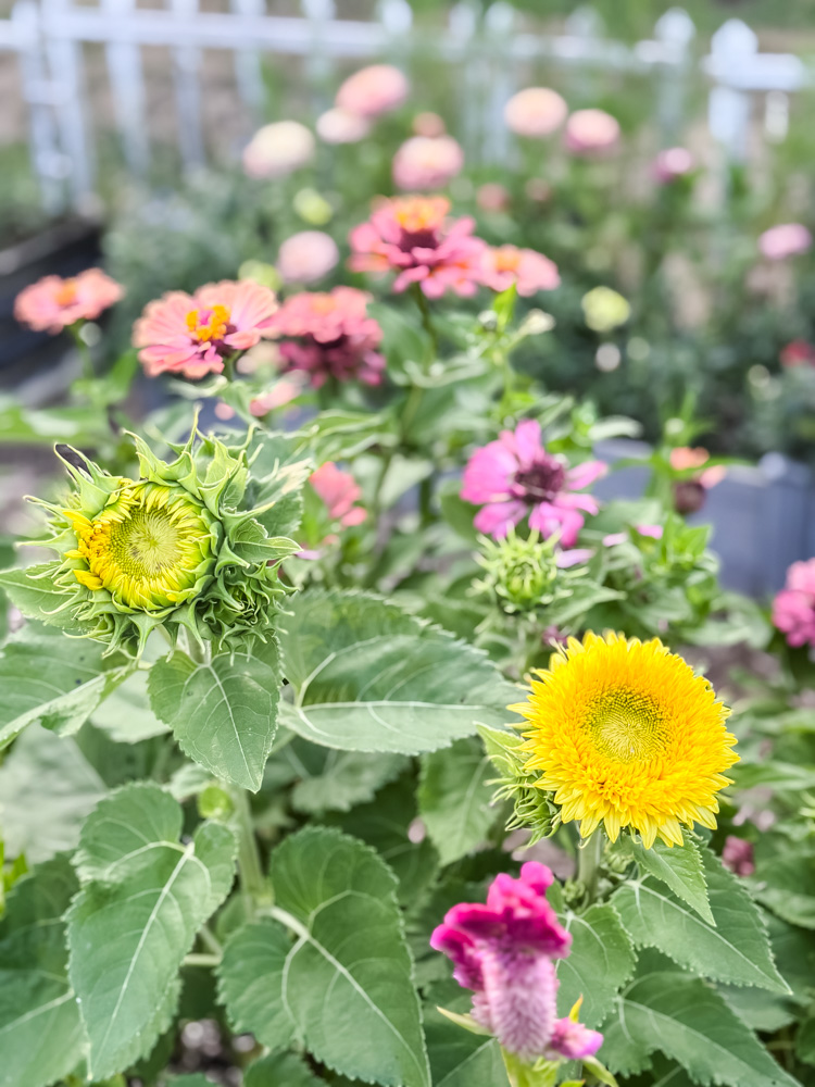 sunflowers and zinnias in garden
