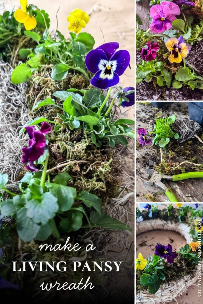 Make a Living Pansy Wreath for Spring