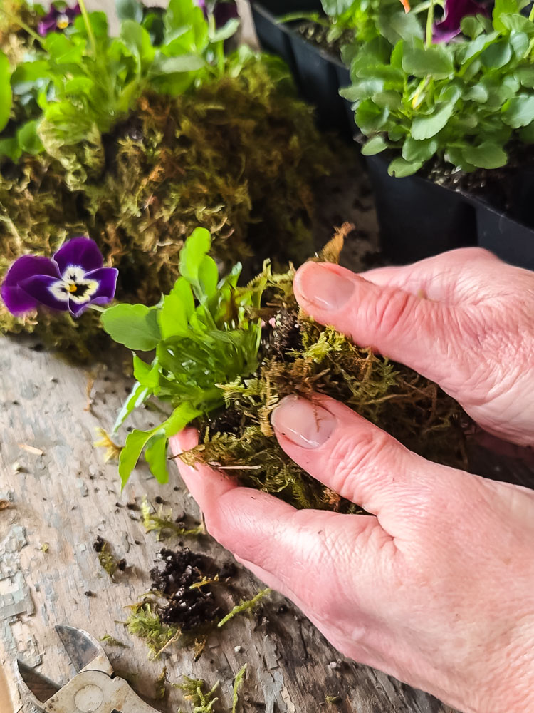 coving a pansy in moss.