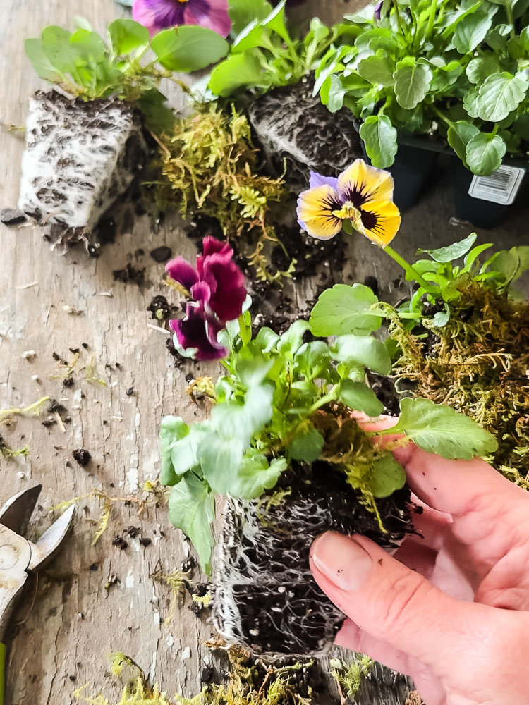 hand holding a pansy from a nursery pack