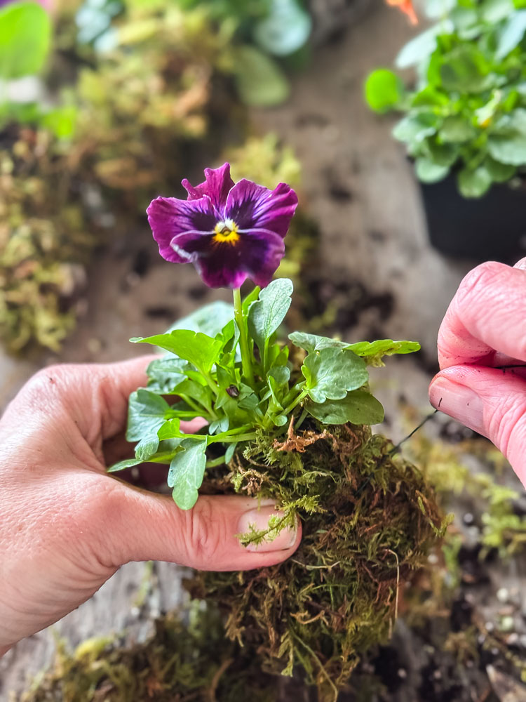 making moss bundles with pansies