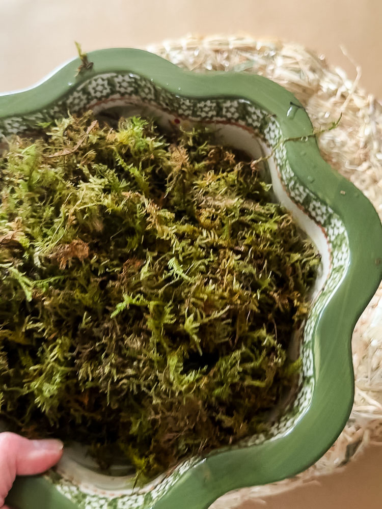 a bowl of moss